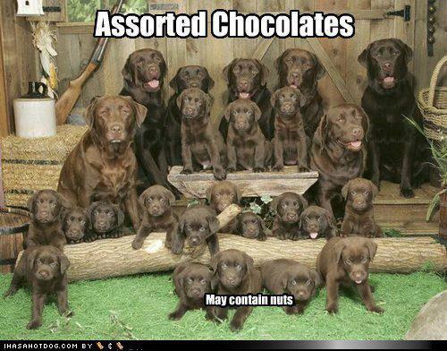 Name:  choc.jpg
Views: 173
Size:  50.7 KB