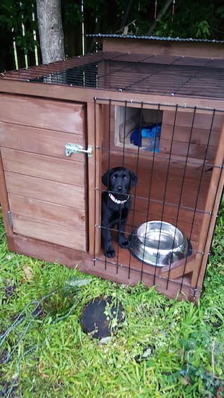 Name:  Kennel far.jpg
Views: 380
Size:  135.2 KB