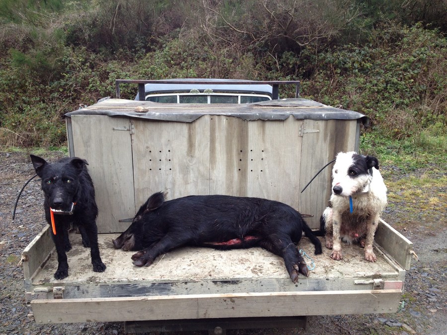 Pig dogs sales for sale