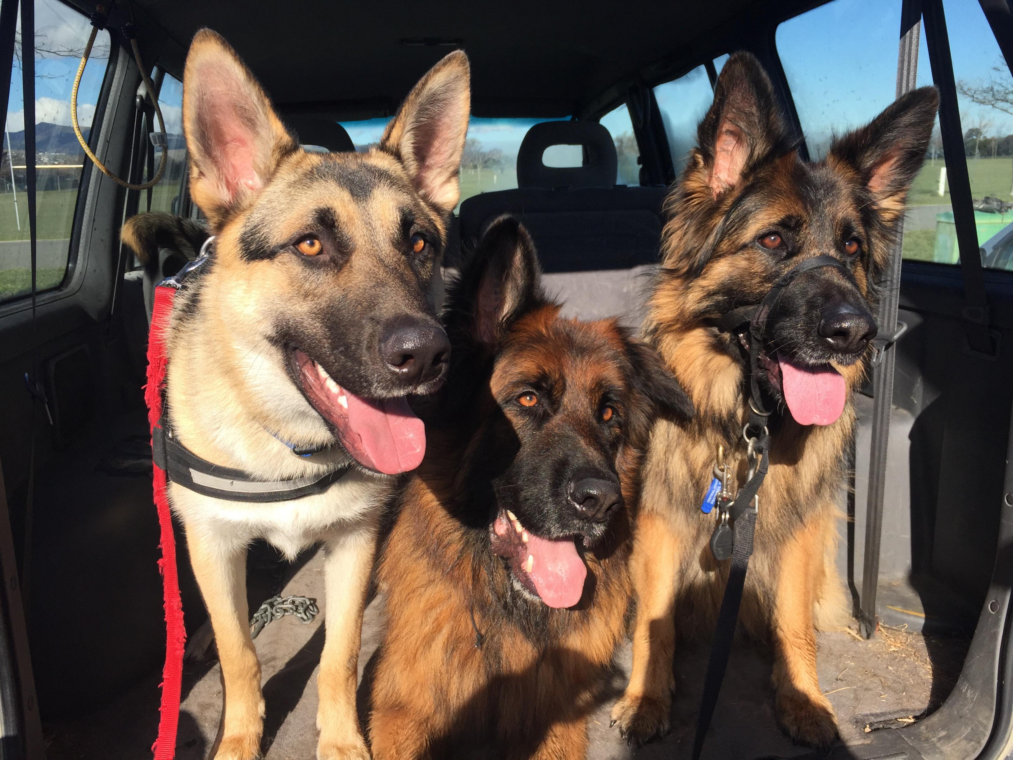 Name:  Stanley, Charlotte and Deigo.jpg
Views: 756
Size:  947.7 KB