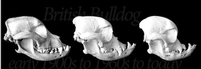 Name:  change-in-shape-of-the-bull-dog-skull.jpg
Views: 154
Size:  24.6 KB