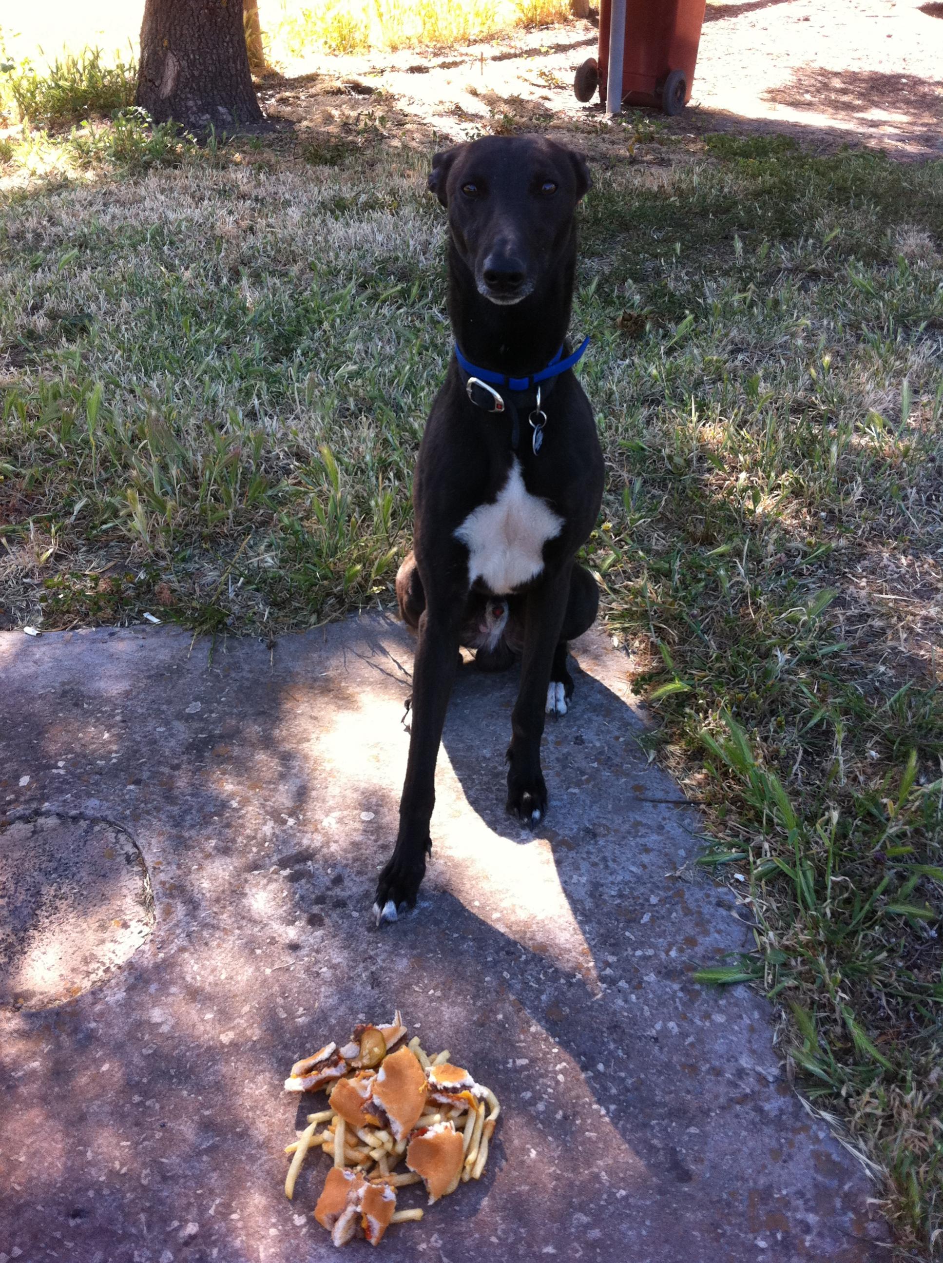 Name:  Sika 2nd bday.jpg
Views: 387
Size:  947.4 KB