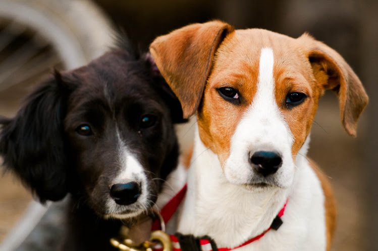 Name:  Two up and coming rabbiting dogs.jpg
Views: 388
Size:  82.6 KB