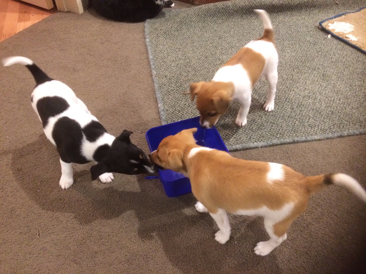 Name:  Puppies.jpg
Views: 371
Size:  374.8 KB