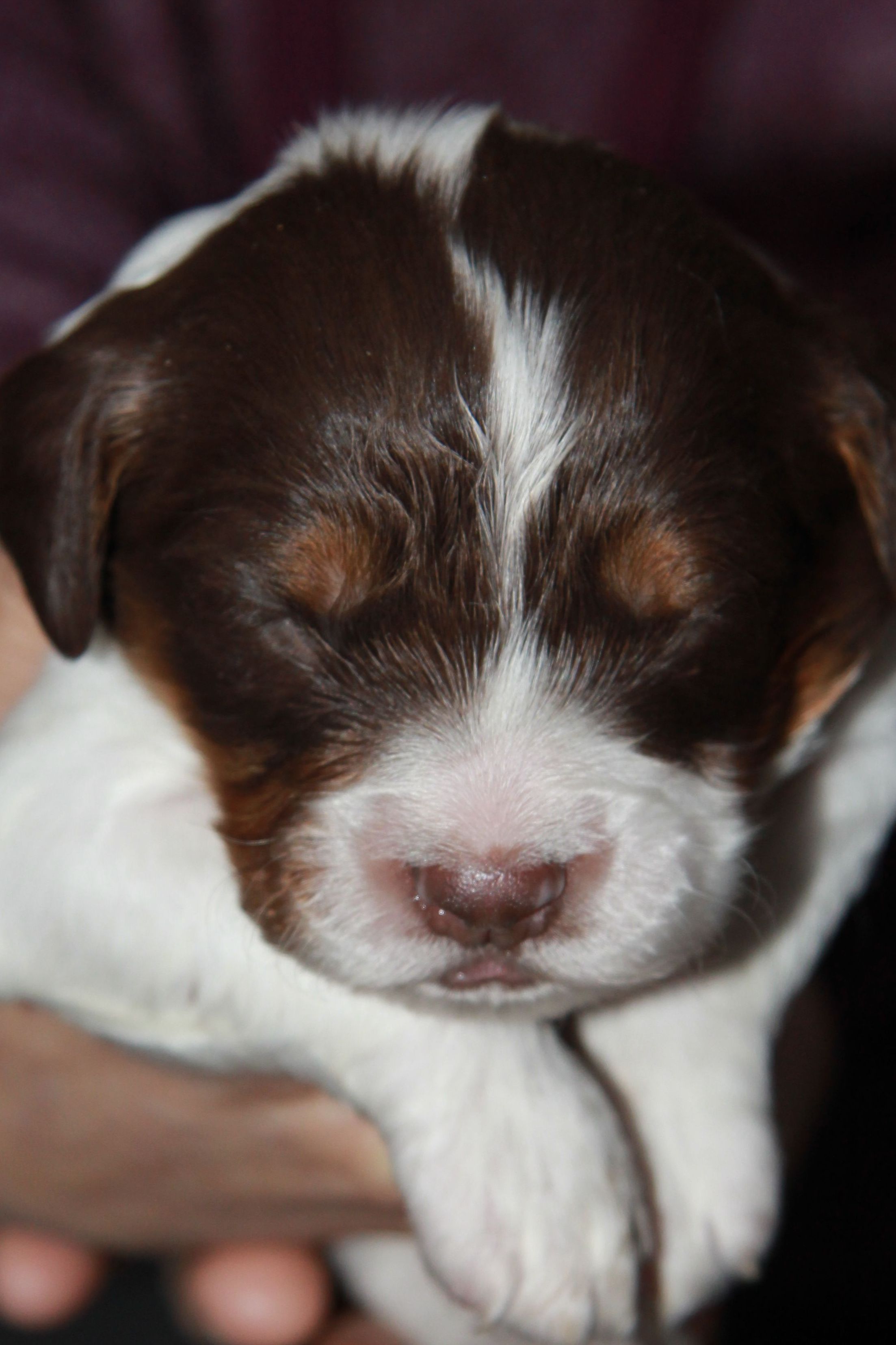Name:  sagepup.jpg
Views: 481
Size:  434.5 KB