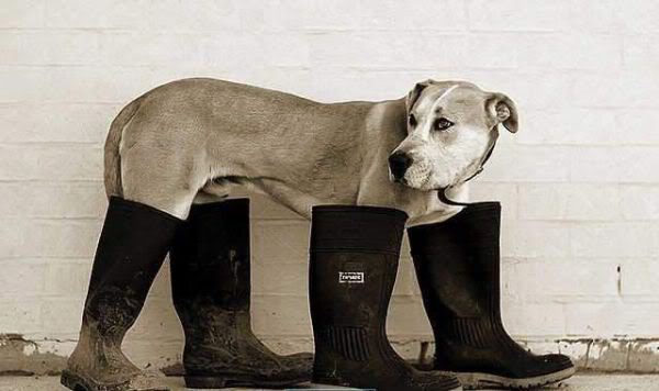 Name:  dog-boots-4.jpg
Views: 202
Size:  30.3 KB