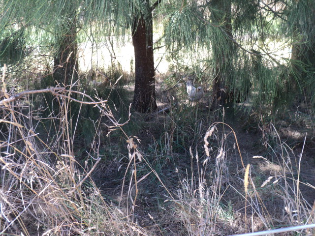Name:  picture 1192.jpg
Views: 435
Size:  163.1 KB