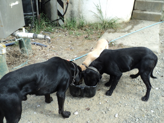 Name:  picture 1238.jpg
Views: 482
Size:  164.0 KB