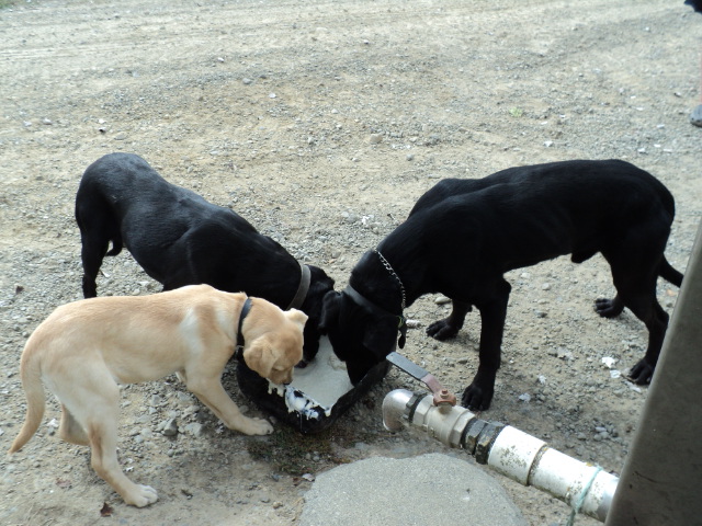 Name:  picture 1239.jpg
Views: 465
Size:  165.2 KB