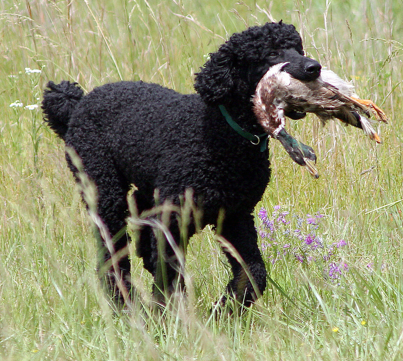 Name:  1280px-Bo_the_poodle_retrieving_a_duck.jpg
Views: 2328
Size:  535.6 KB