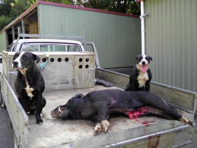 Name:  Maddy 122 (640x480).jpg
Views: 255
Size:  47.5 KB