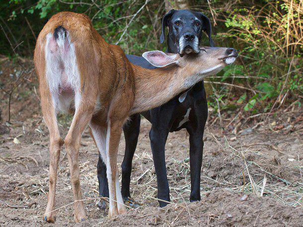 Name:  daneanddeer.jpg
Views: 408
Size:  82.6 KB