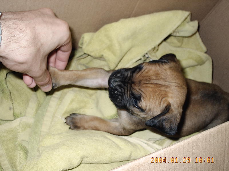 Name:  4weeks (2).JPG
Views: 434
Size:  76.2 KB