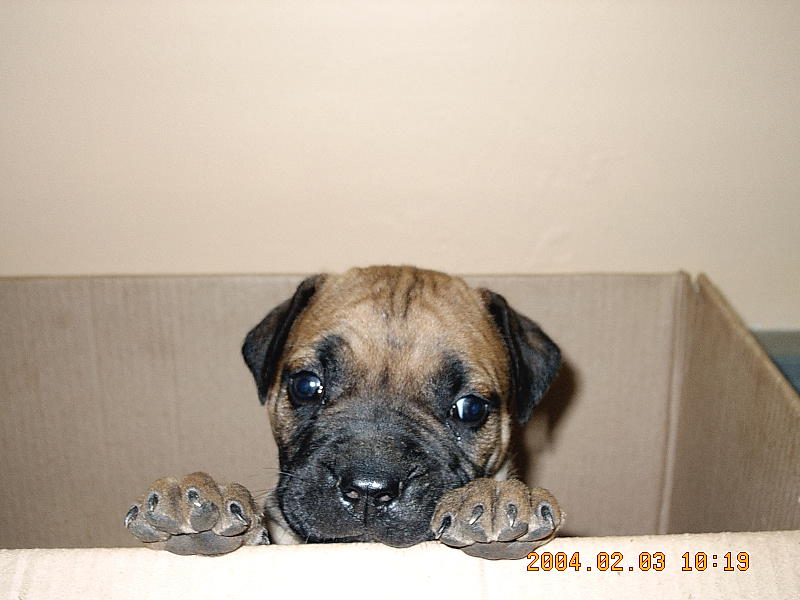 Name:  5weeks.JPG
Views: 354
Size:  59.7 KB