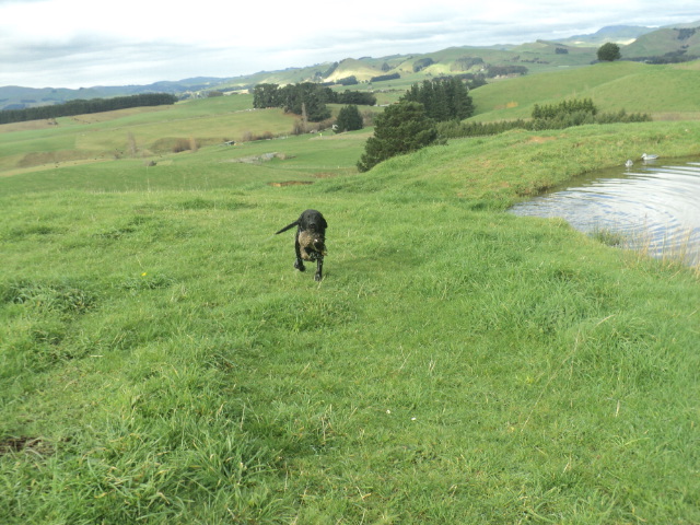 Name:  picture 01 980.jpg
Views: 412
Size:  163.7 KB
