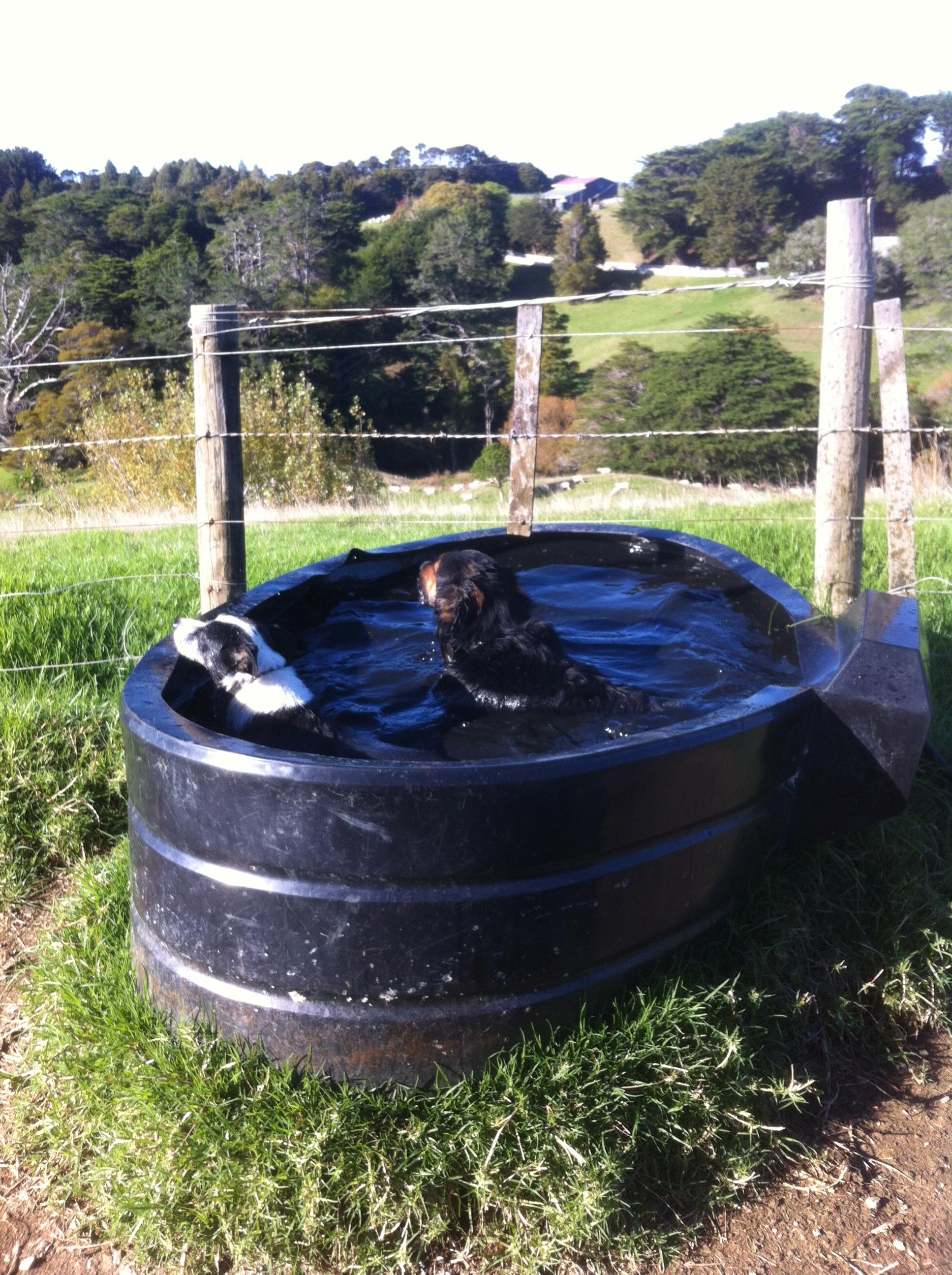 Name:  Swimdogs.jpg
Views: 342
Size:  756.1 KB