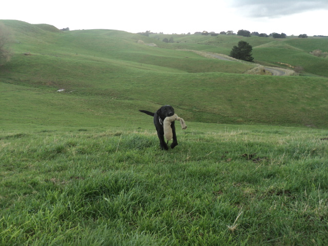 Name:  picture 01 1284.jpg
Views: 301
Size:  162.5 KB