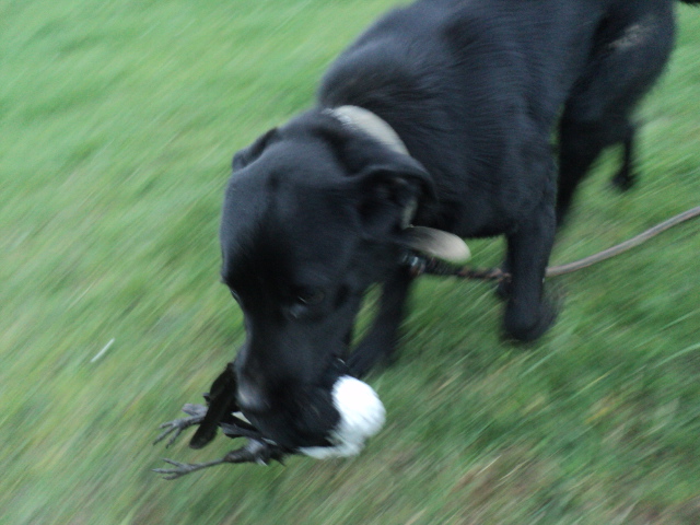 Name:  picture 01 1505.jpg
Views: 220
Size:  159.5 KB