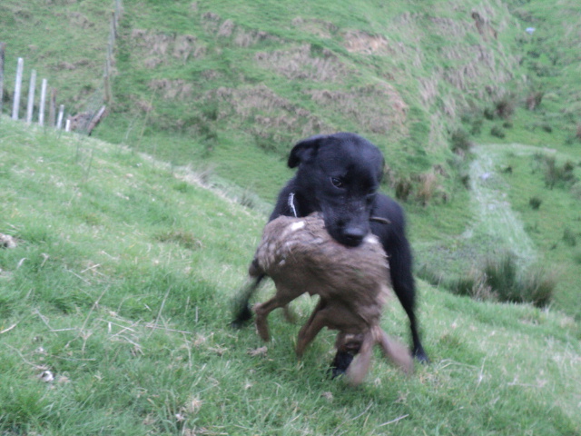Name:  picture 01 1613.jpg
Views: 424
Size:  164.0 KB