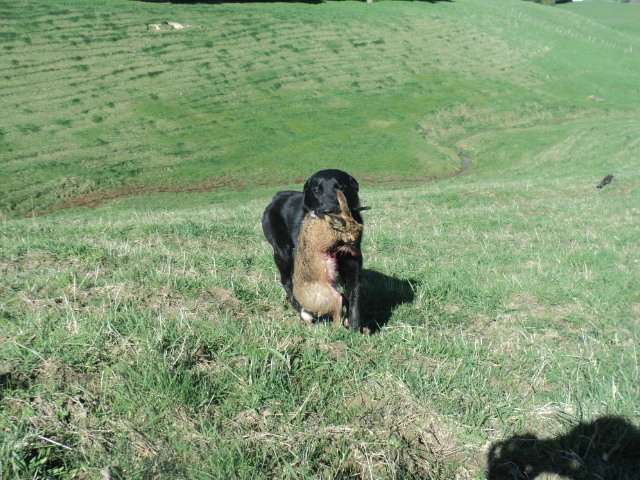 Name:  picture 01 1616.jpg
Views: 376
Size:  164.0 KB