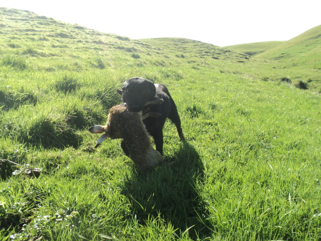 Name:  picture 01 1620.jpg
Views: 378
Size:  163.6 KB