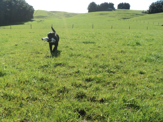 Name:  picture 01 1621.jpg
Views: 379
Size:  164.0 KB