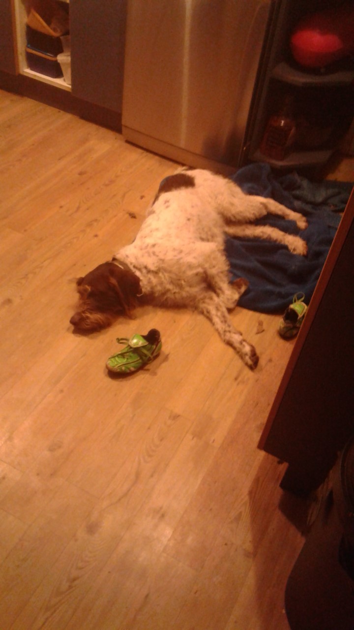 Name:  dog.jpg
Views: 582
Size:  129.6 KB