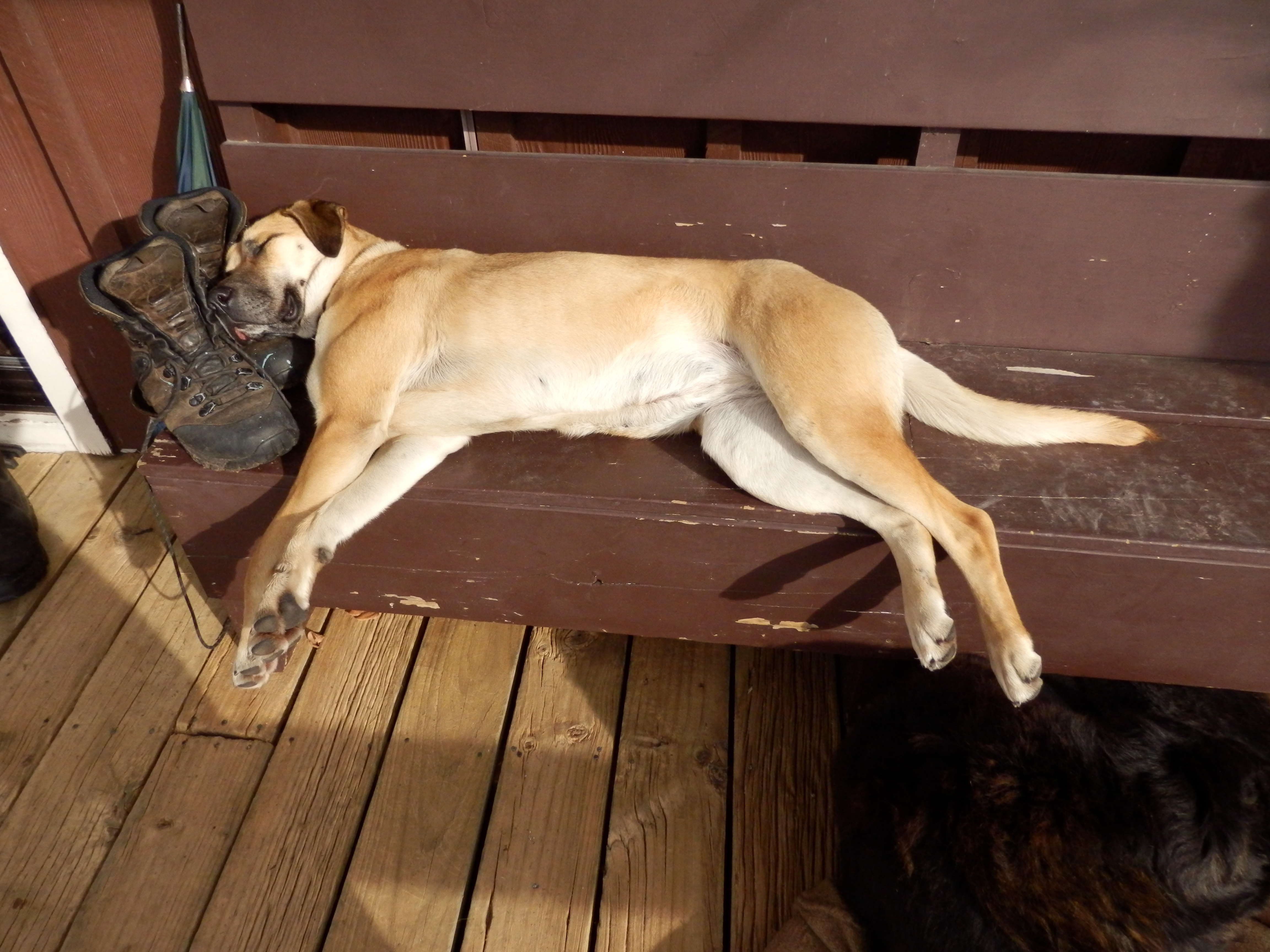 Name:  A dogs life.JPG
Views: 698
Size:  3.25 MB
