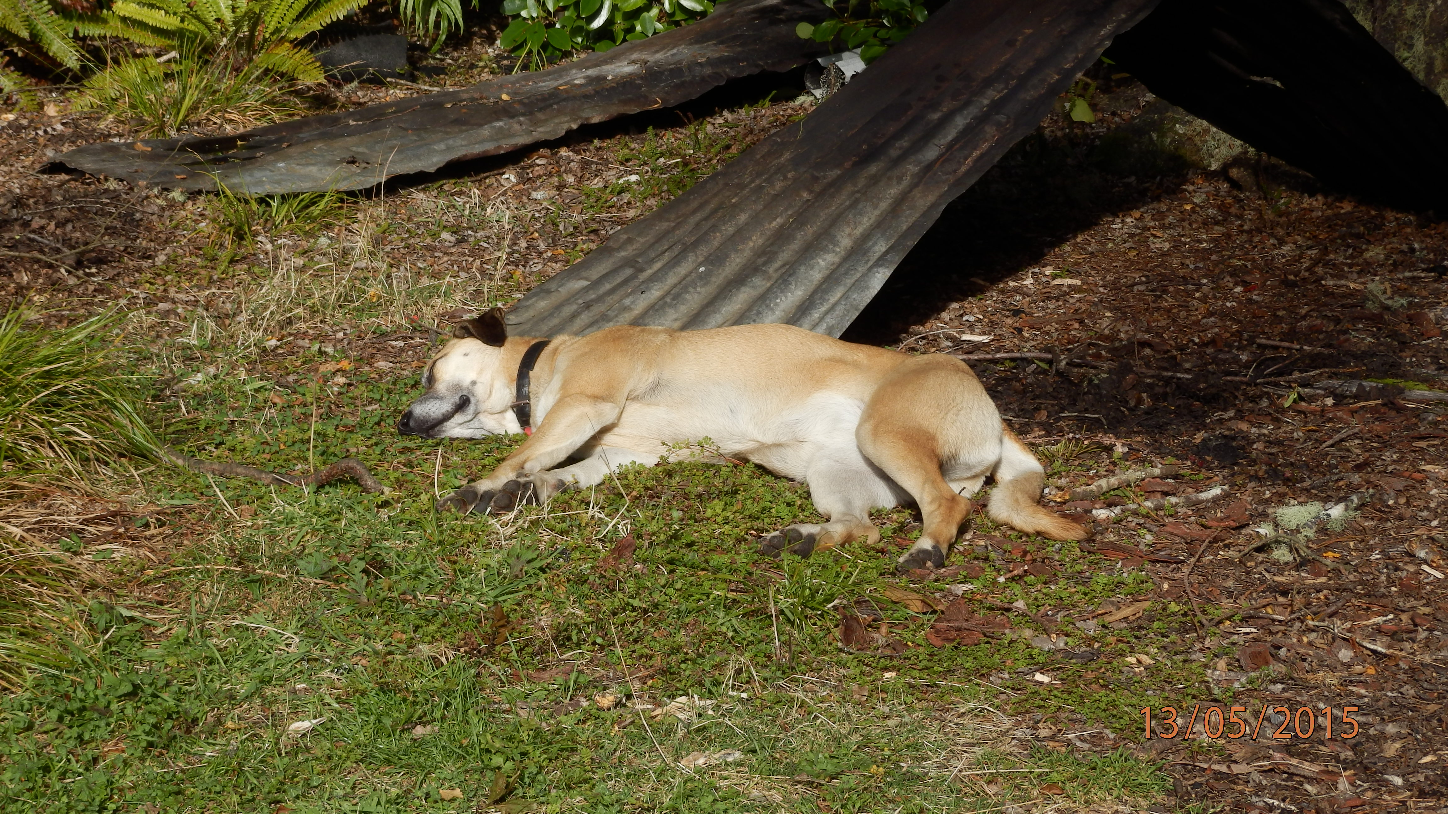 Name:  P5131727.JPG
Views: 478
Size:  2.75 MB