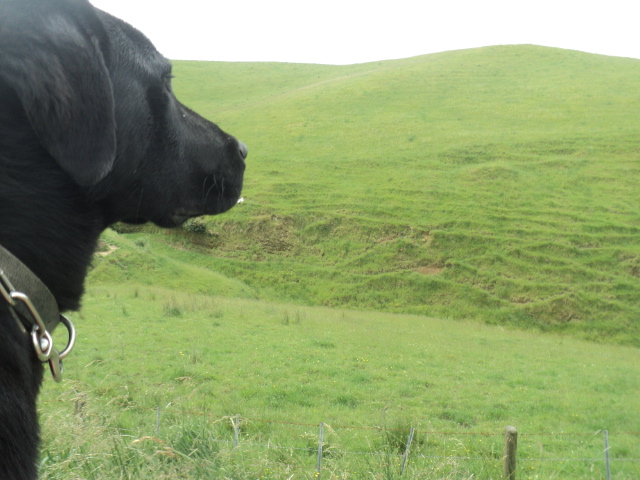 Name:  picture 01 2211.jpg
Views: 222
Size:  165.1 KB
