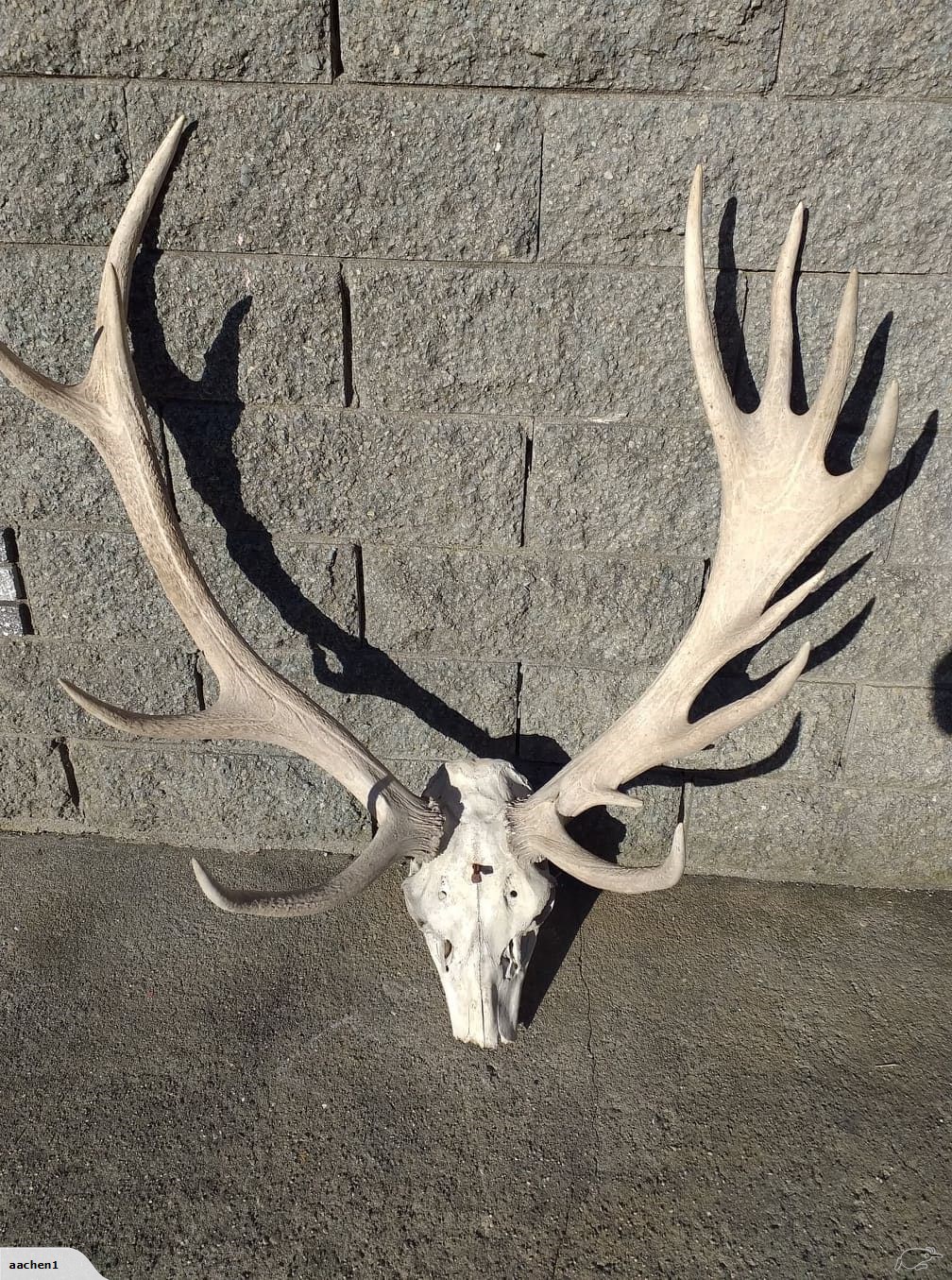 Name:  palmated stag head.jpg
Views: 519
Size:  601.5 KB
