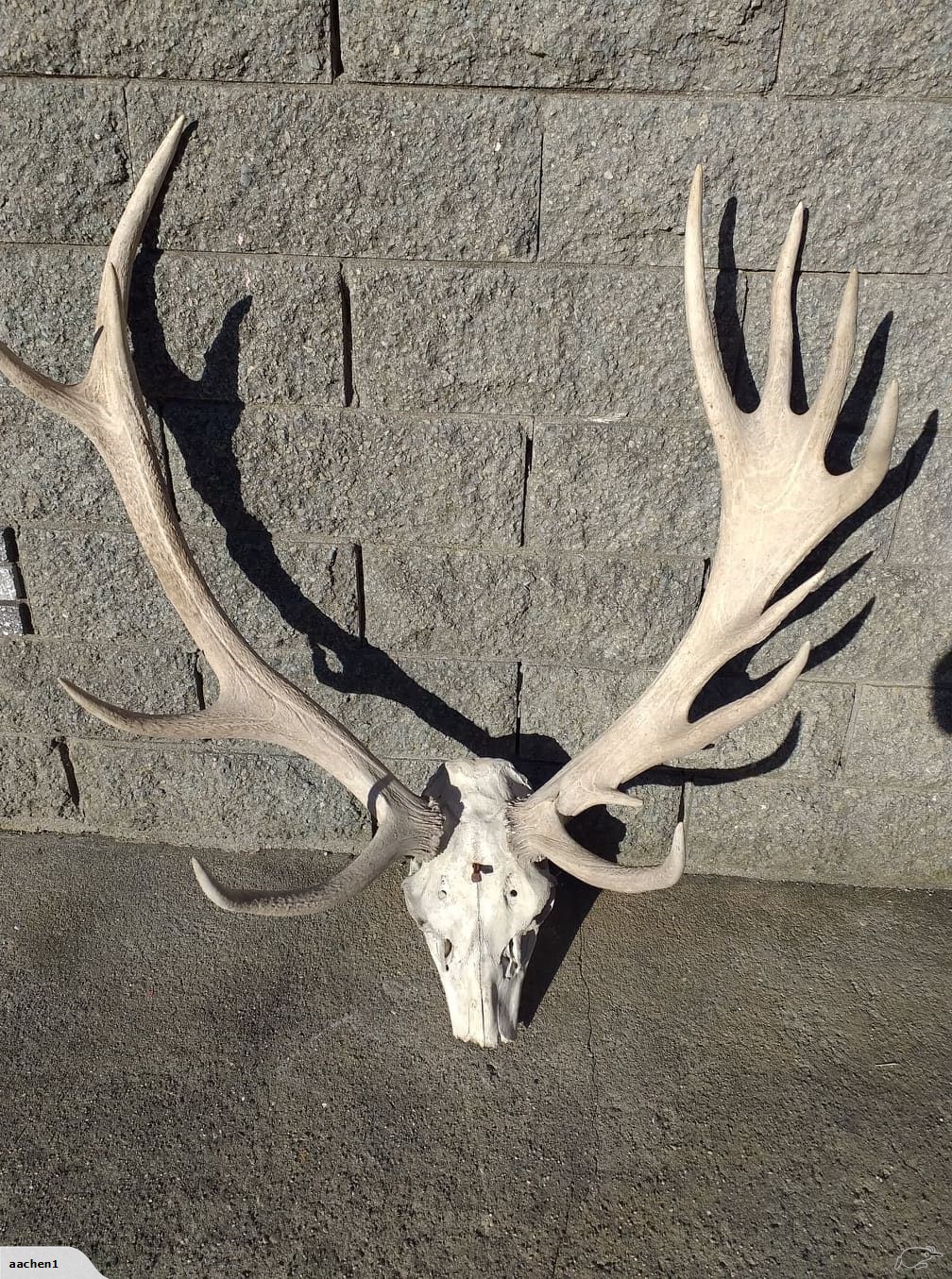 Name:  palmated stag head.jpg
Views: 464
Size:  601.5 KB