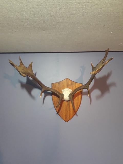 Name:  Fallow (3).jpg
Views: 534
Size:  102.5 KB