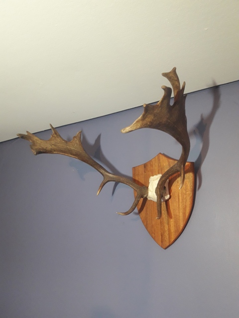 Name:  Fallow (4).jpg
Views: 563
Size:  86.4 KB