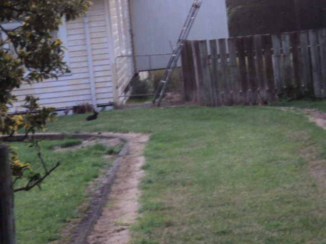 Name:  picture 01 4641.jpg
Views: 364
Size:  164.9 KB