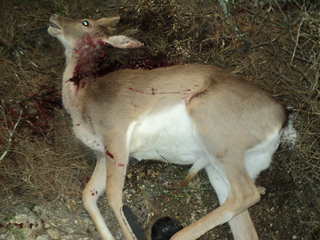 Name:  picture 01 4286.jpg
Views: 552
Size:  164.6 KB