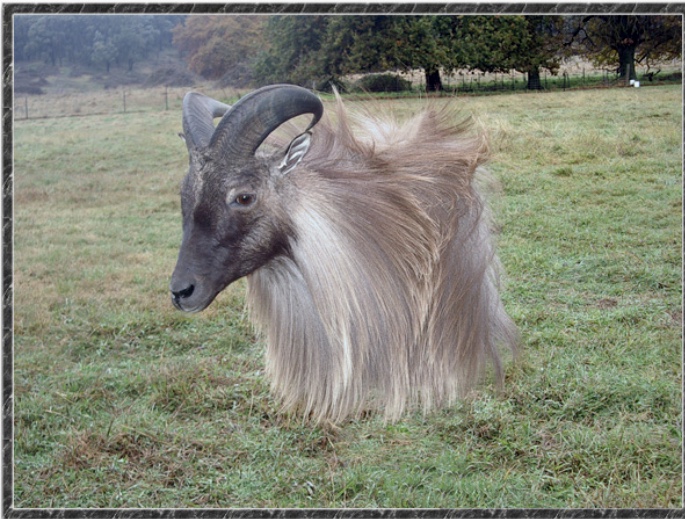 Name:  16in Thar.jpg
Views: 729
Size:  182.7 KB