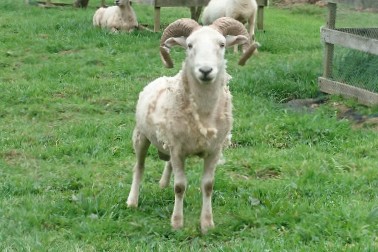 Name:  DSC_0249_crop_49.JPG
Views: 637
Size:  37.8 KB