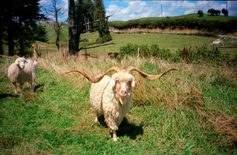 Name:  goat.jpg
Views: 536
Size:  103.1 KB