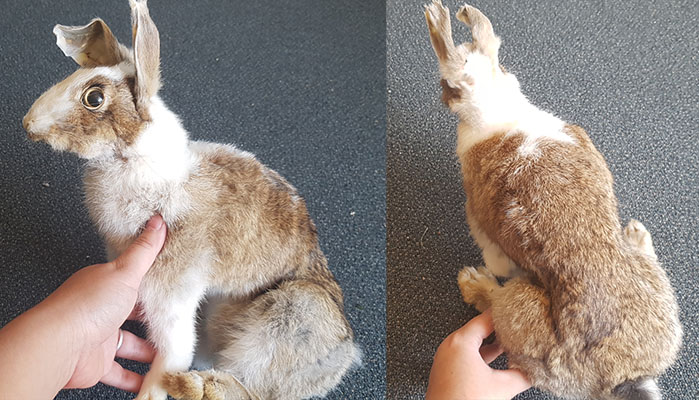 Name:  rabbit.jpg
Views: 265
Size:  118.1 KB