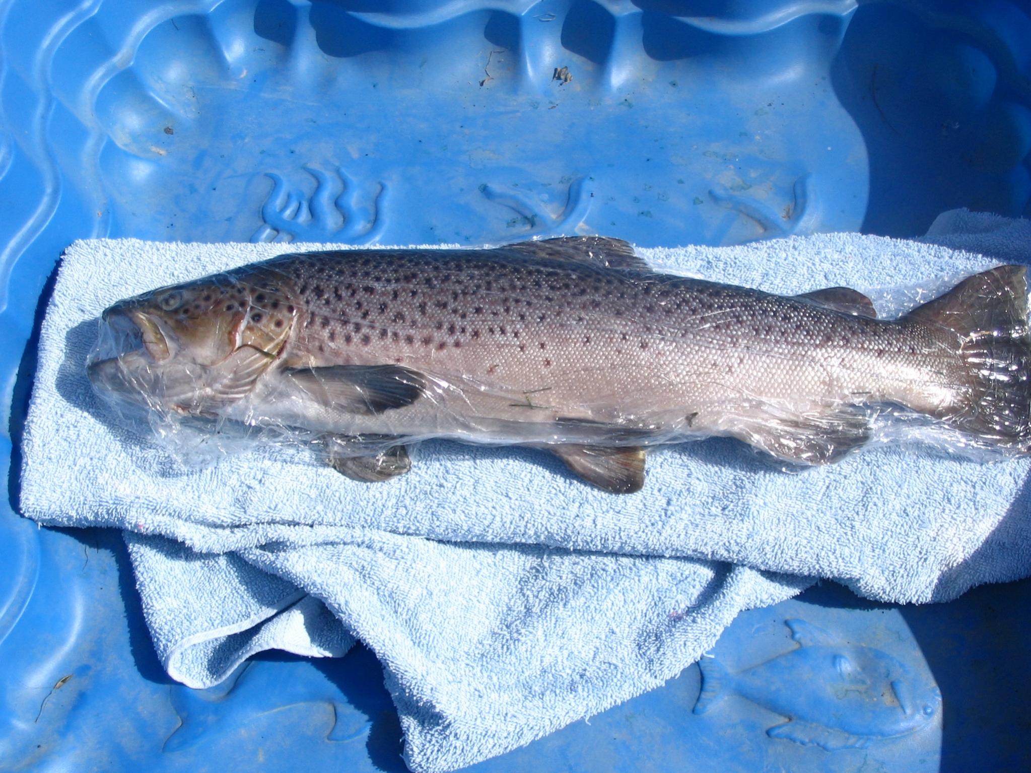 Name:  7.7lb brown trout.jpg
Views: 681
Size:  435.4 KB
