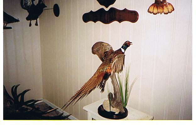 Name:  cock.jpg
Views: 657
Size:  34.5 KB