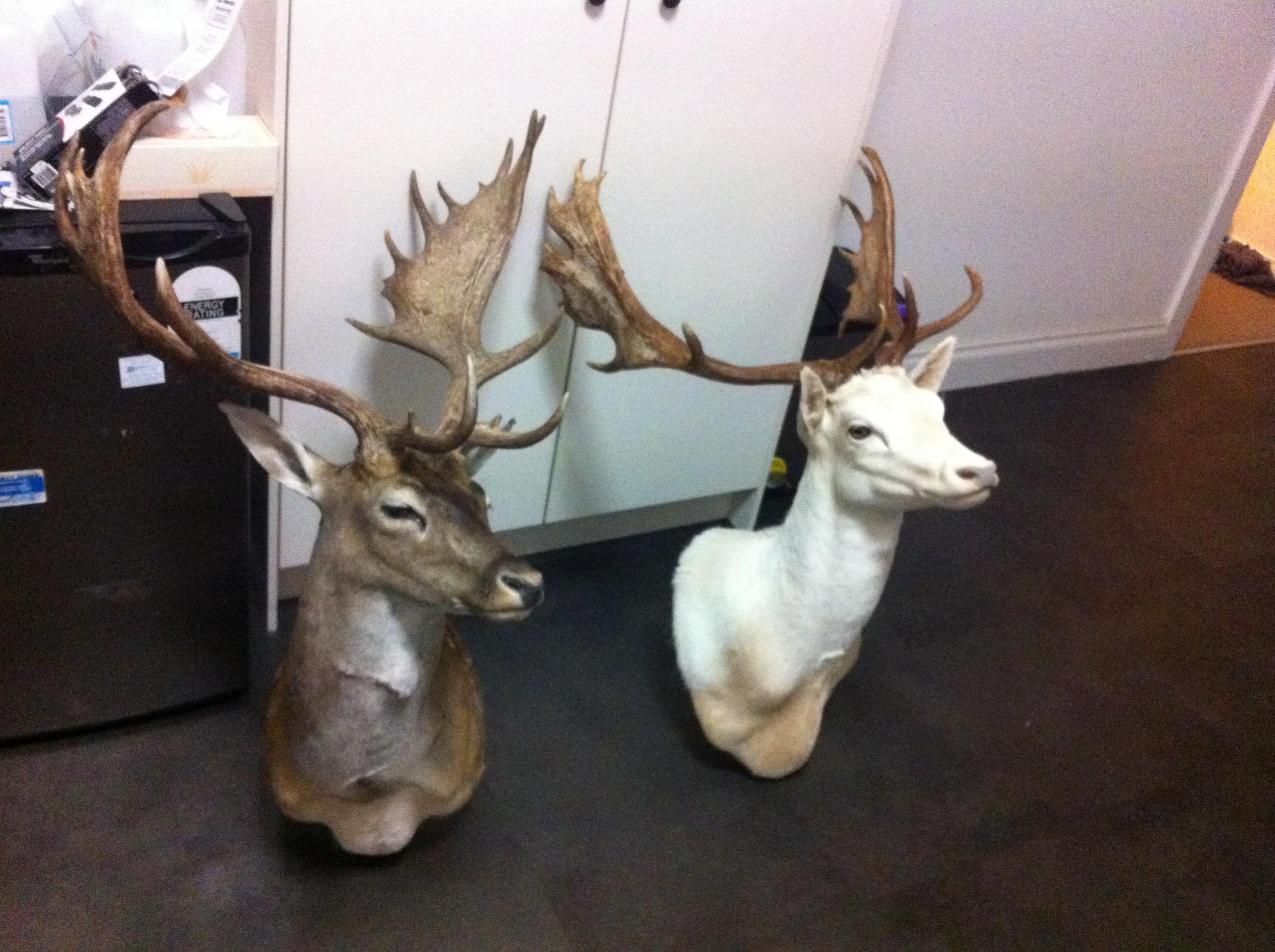 Name:  Bucks.jpg
Views: 879
Size:  584.6 KB