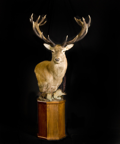 Name:  Red Stag - Pedestal on Walnut.jpg
Views: 1204
Size:  111.4 KB