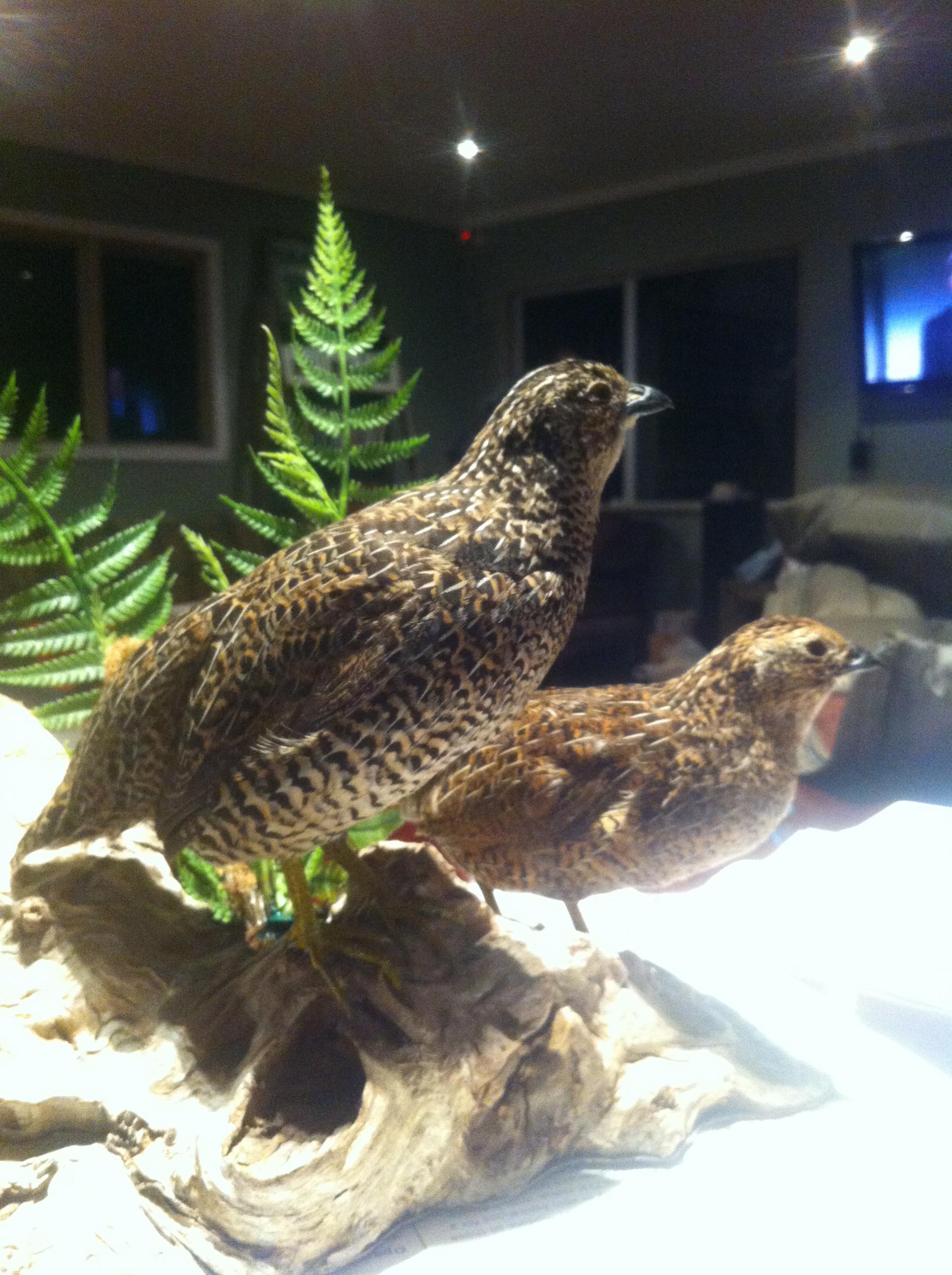 Name:  IMG_0990.jpg
Views: 453
Size:  564.4 KB