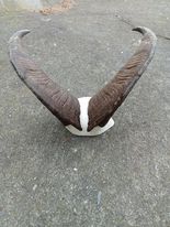 Name:  tahr.jpg
Views: 493
Size:  8.0 KB