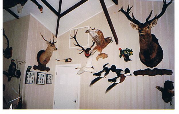 Name:  Max Voss' taxidermy.jpg
Views: 378
Size:  41.4 KB