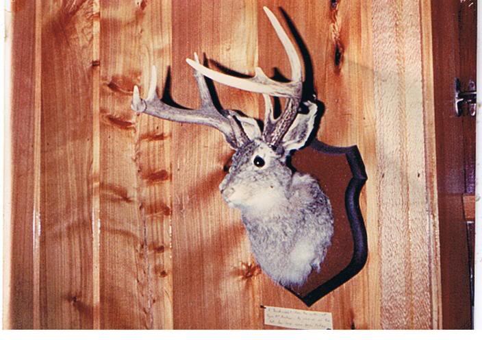 Name:  buckrabbit001.jpg
Views: 955
Size:  65.4 KB