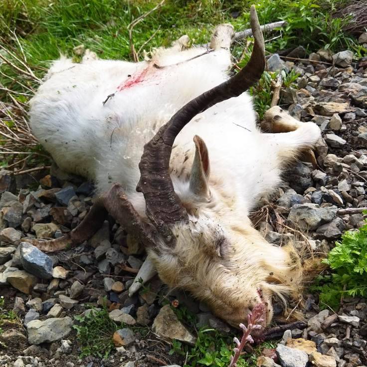 Name:  BigGoat.jpeg
Views: 282
Size:  113.0 KB