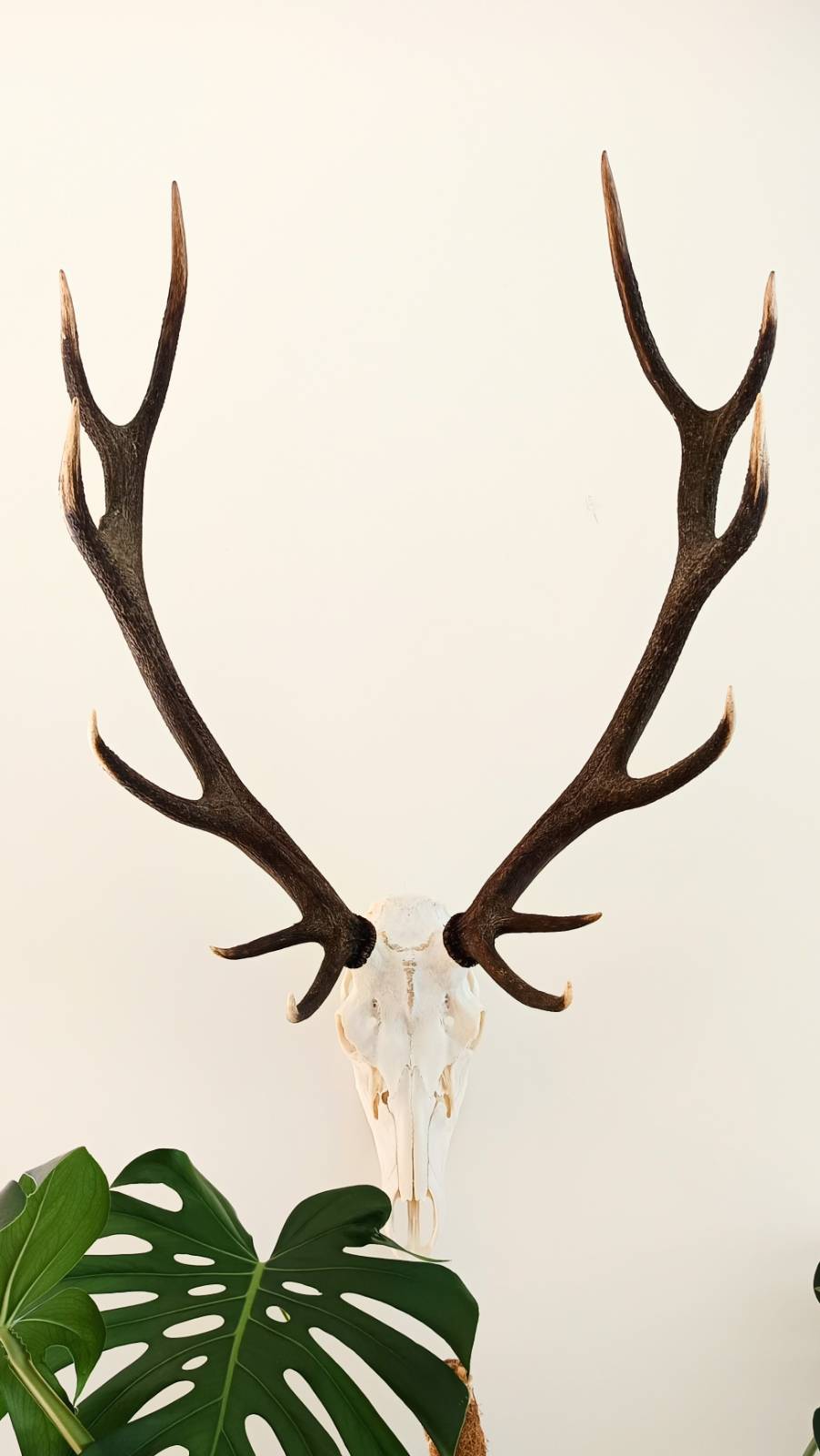 Name:  BigDeer2025.jpeg
Views: 165
Size:  73.7 KB